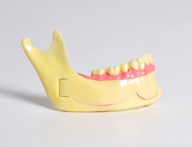 Dental Mandibular Tissue Teeth Anatomical Model Patient Teach Study Model