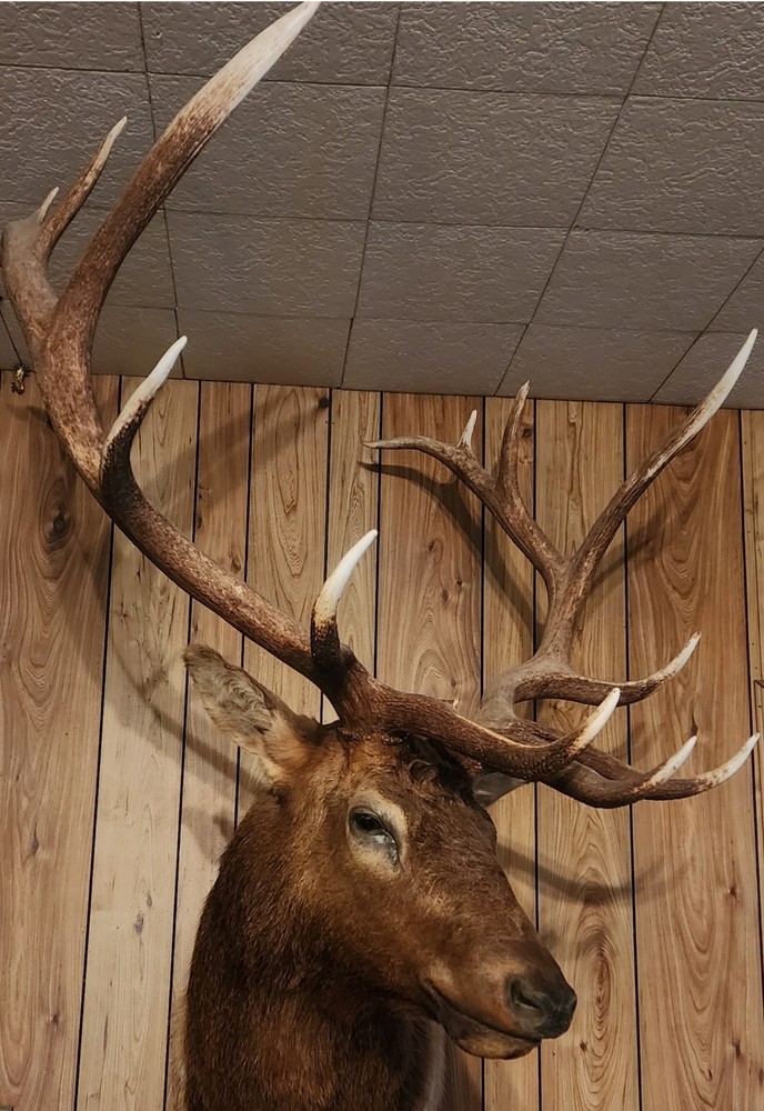 elk shoulder mount taxidermy