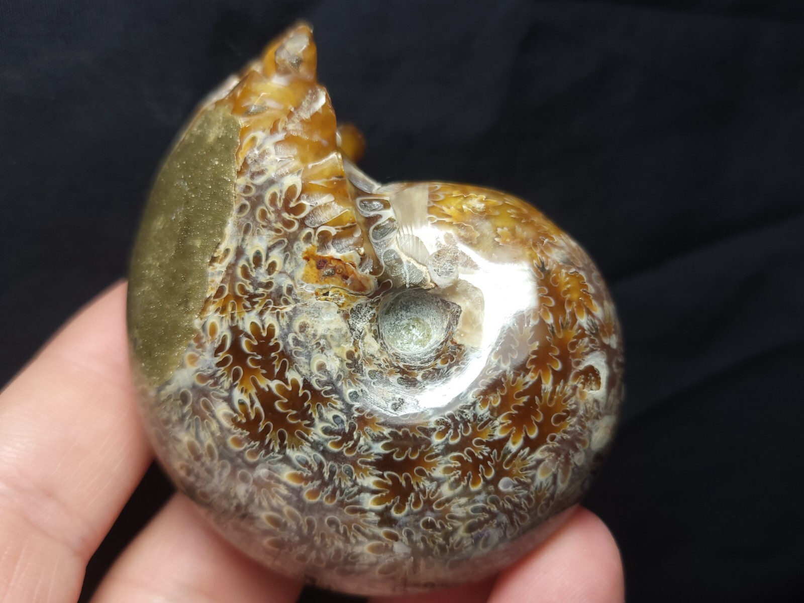 Ammonite Phylloceras Fossil from Madagascar 2.5" (140.3 gr.)