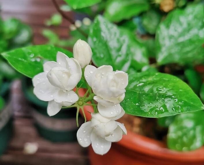 Jasmine Fragrant flower seeds 12 seeds