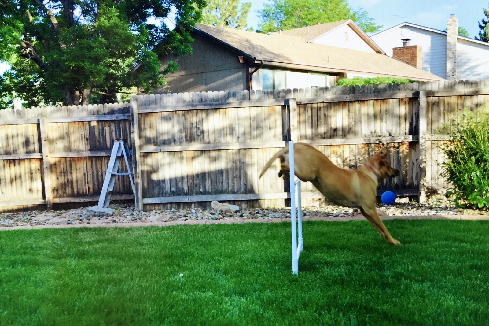 Dog Agility Equipment | Complete Beginner Package | 3 Obstacles