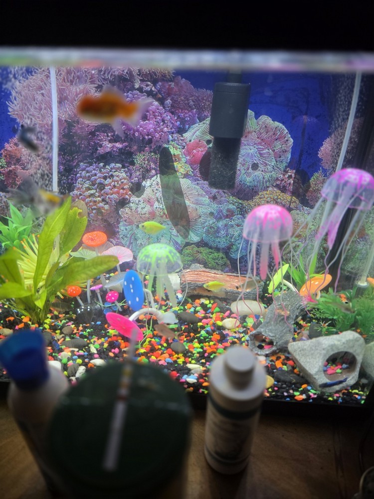20-Gallon Complete Aquarium Setup (With Fish)