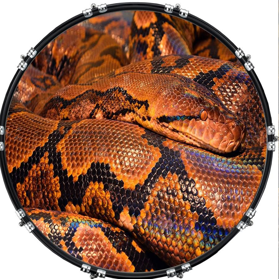 20" Custom Bass Kick Drum Front Head Graphic Graphical Snake Python 1
