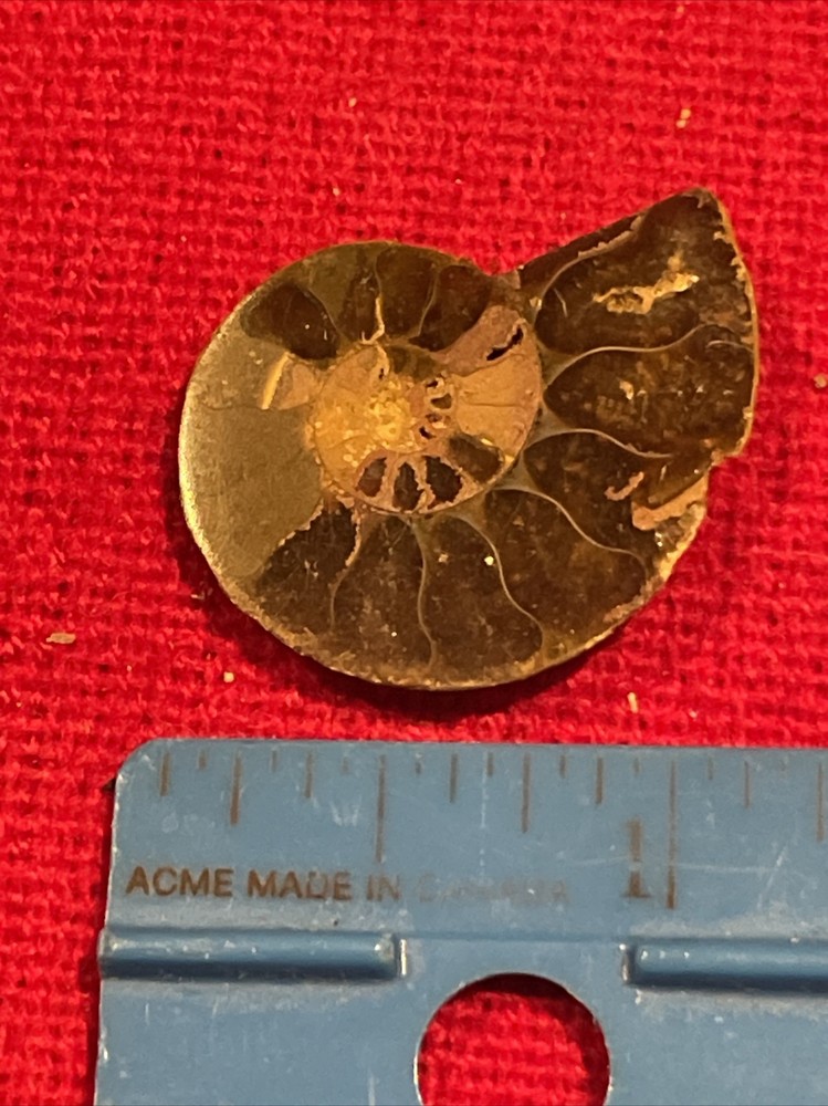 prehistoric Sea animals, Fossilized