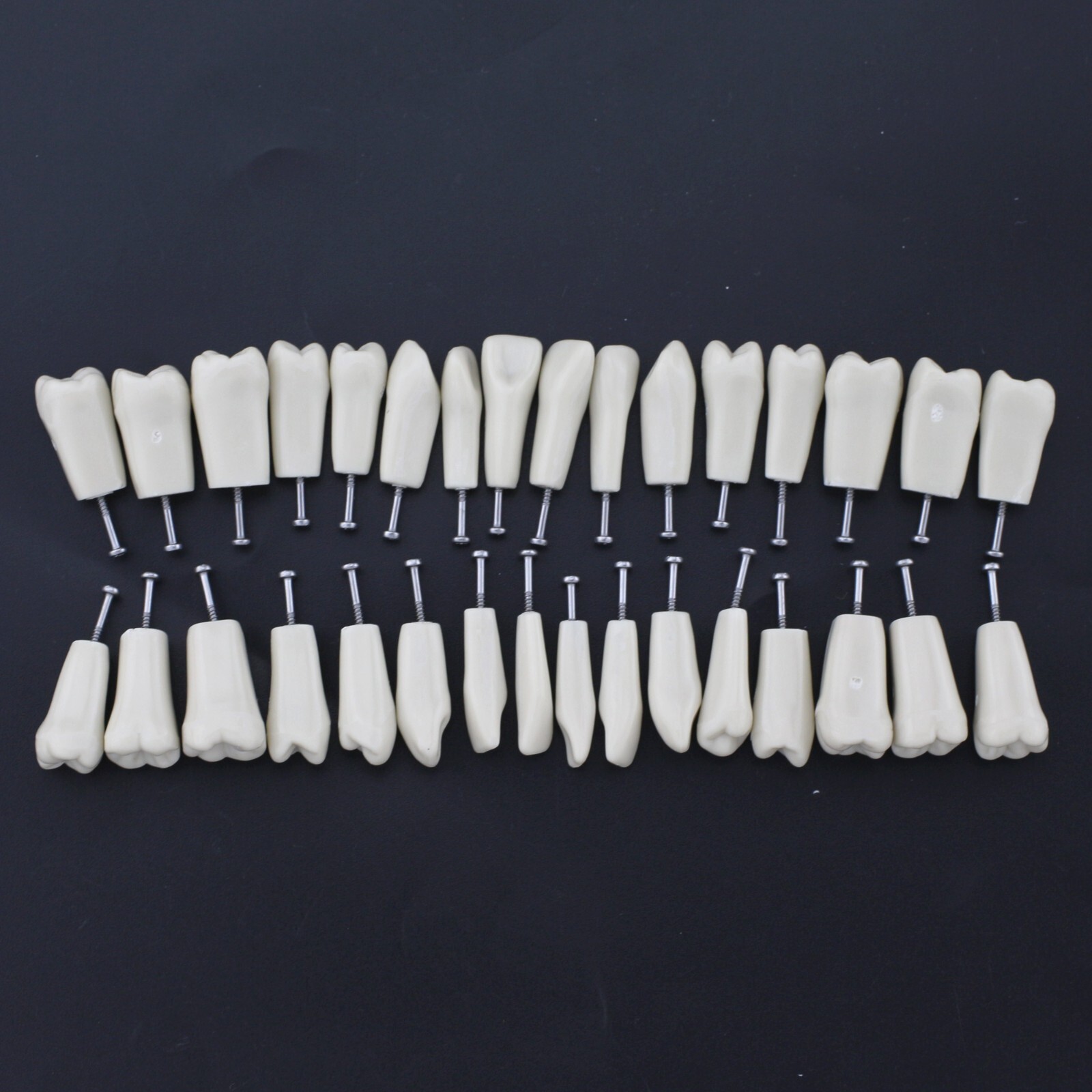 Columbia Dentoform 860 Dental Typodont Model 32pcs Removable Teeth Mounting Pole