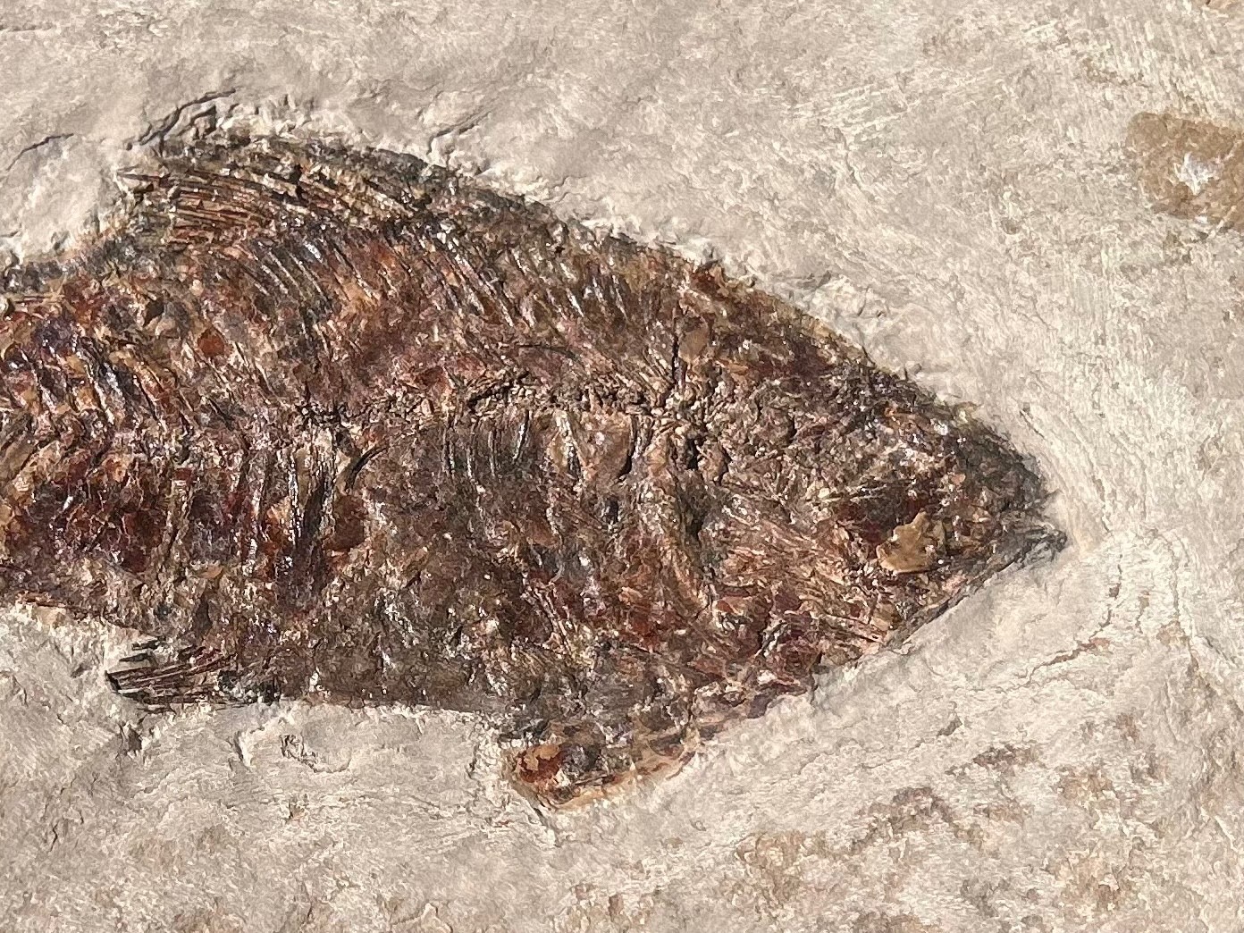 RARE Nebraska Fossil Fish Valentine Formation Skeleton Late Miocene Age