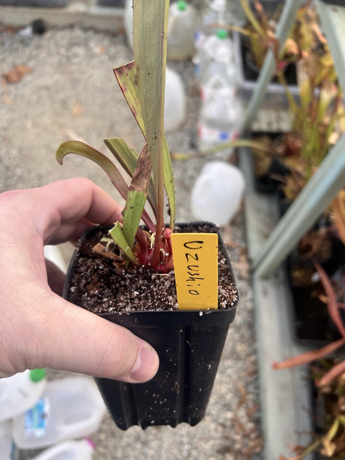 Sarracenia Uzushio