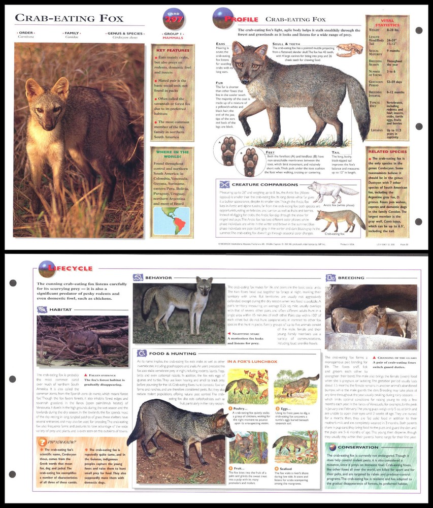 Fold-Out Sheet - Crab-Eating Fox - 297