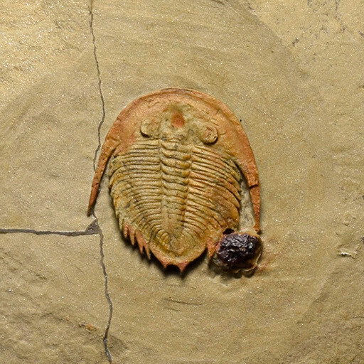Rare trilobite Dactylocephalus sp.