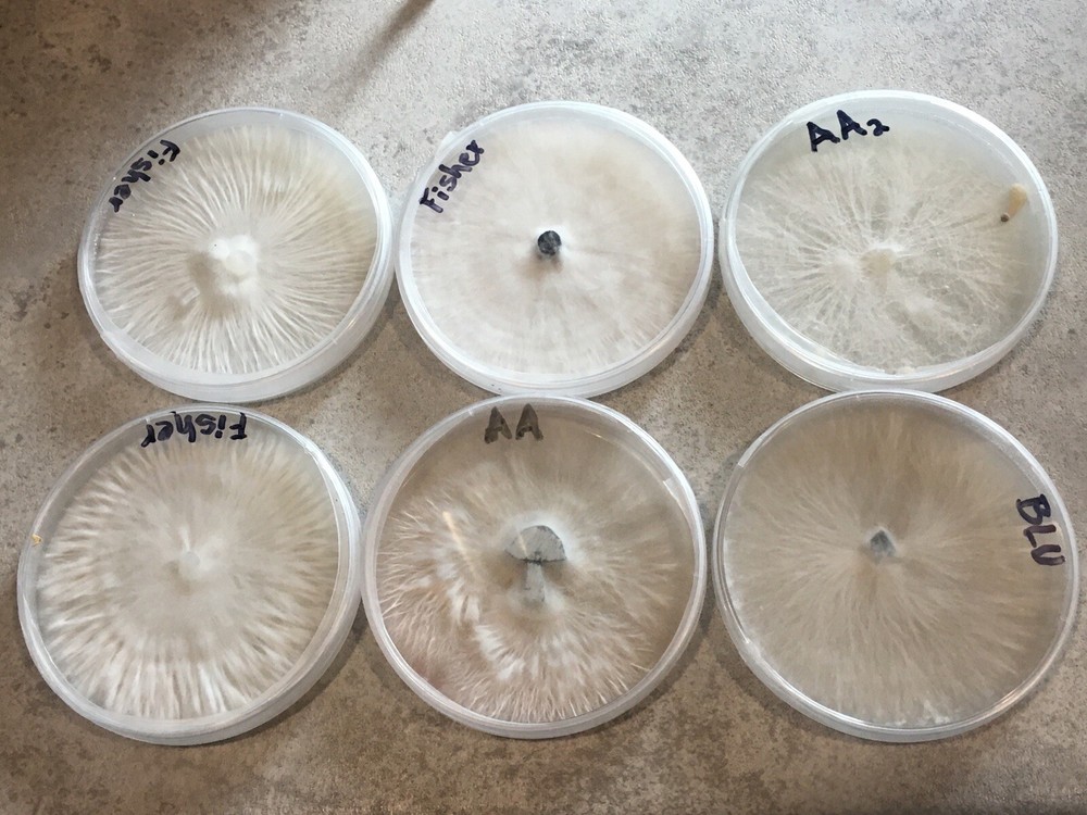 Gourmet Mushroom! Agar Culture’s!