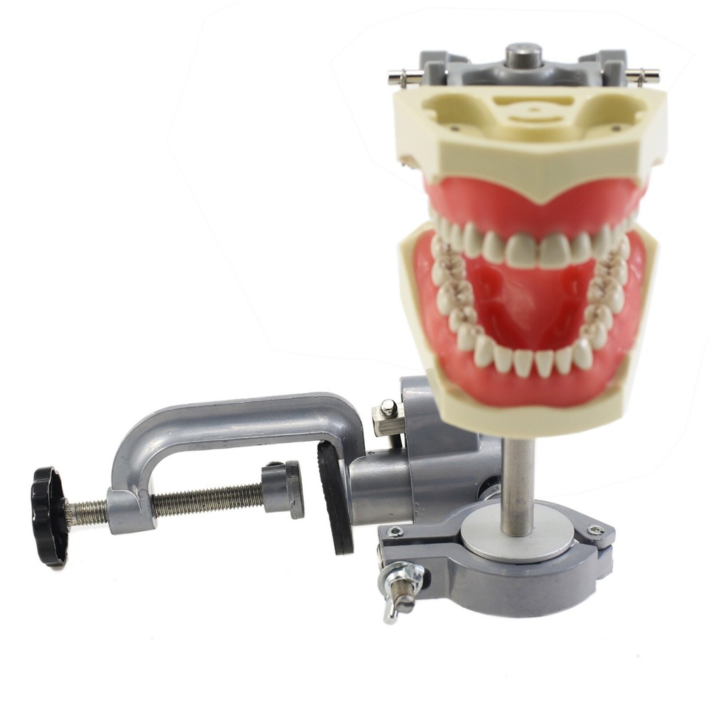 Columbia Dentoform 860 Type Dental Typodont Mounting Pole 32PCS Teeth Removable