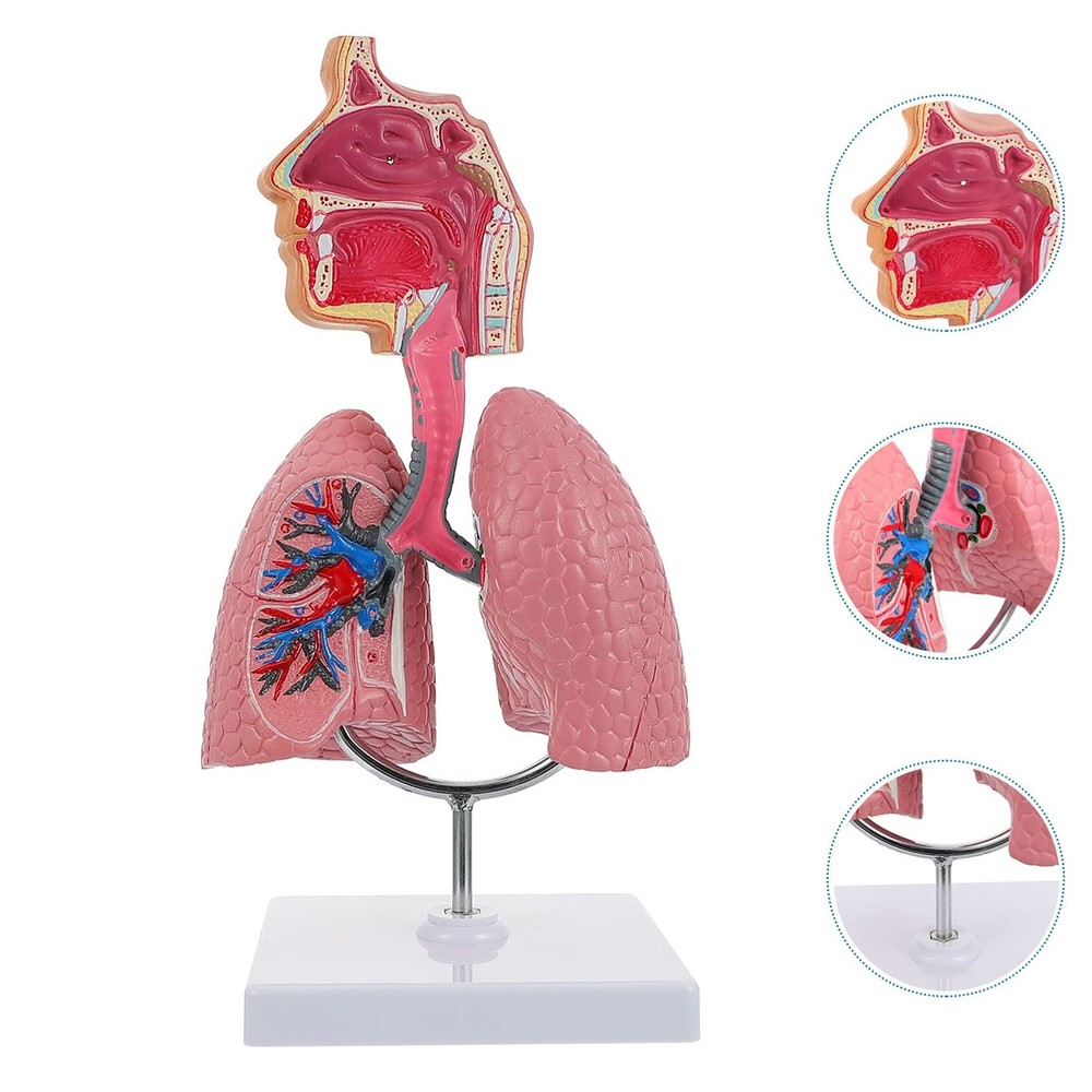 4D Model, Teaching Respiratory Lung Model with Head and Lungs, Hands-On 3D Mo...