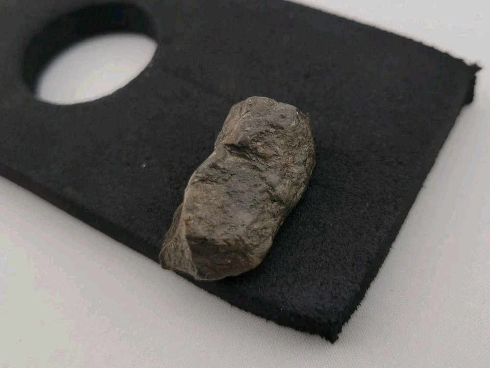 Fossil Dinosaur Permineralized Tooth T-rex 🦖