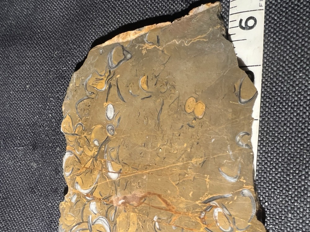 Fossil Jasper Slab 285 g Wyoming, amazing shell patterns, slight florescence