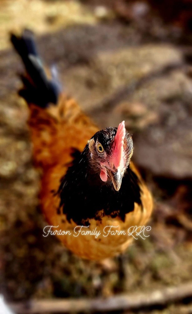 6 Vorwerk Chicken Hatching Eggs *RARE*