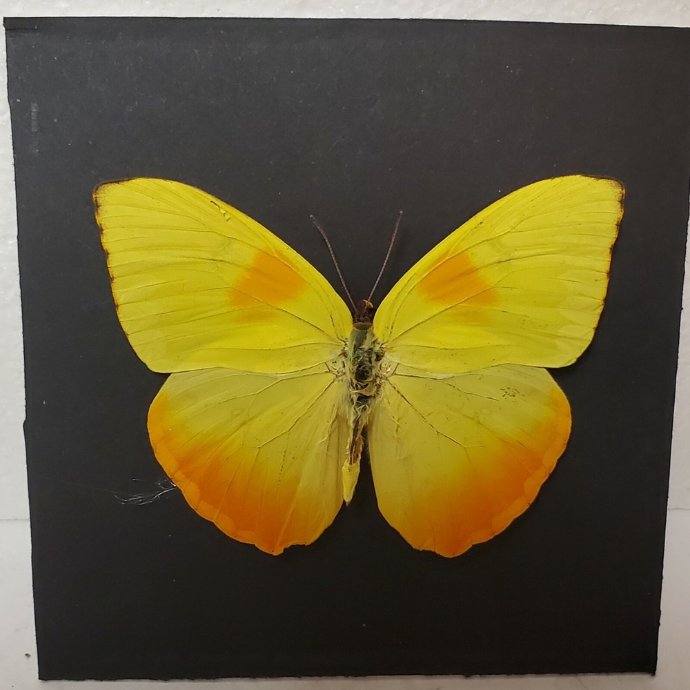 Real framed orange-barred sulphur from Peru in custom shadowbox