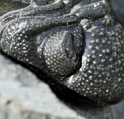 Trilobite Fossil, Phacops sp, from Morocco #2