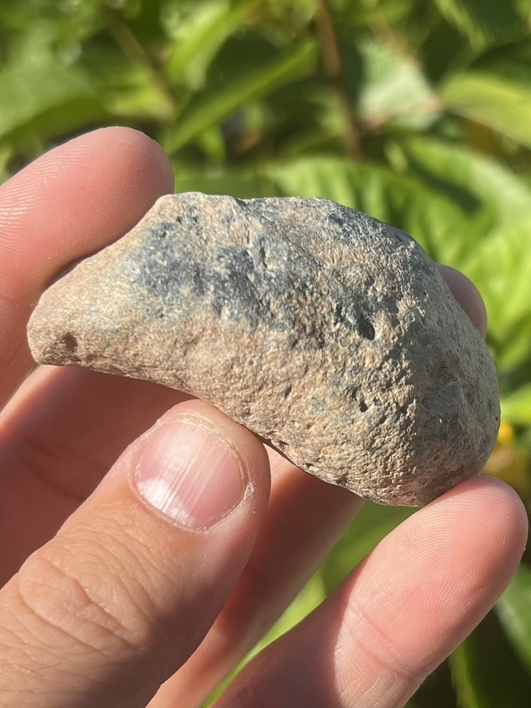 Fossil Whale Earbone