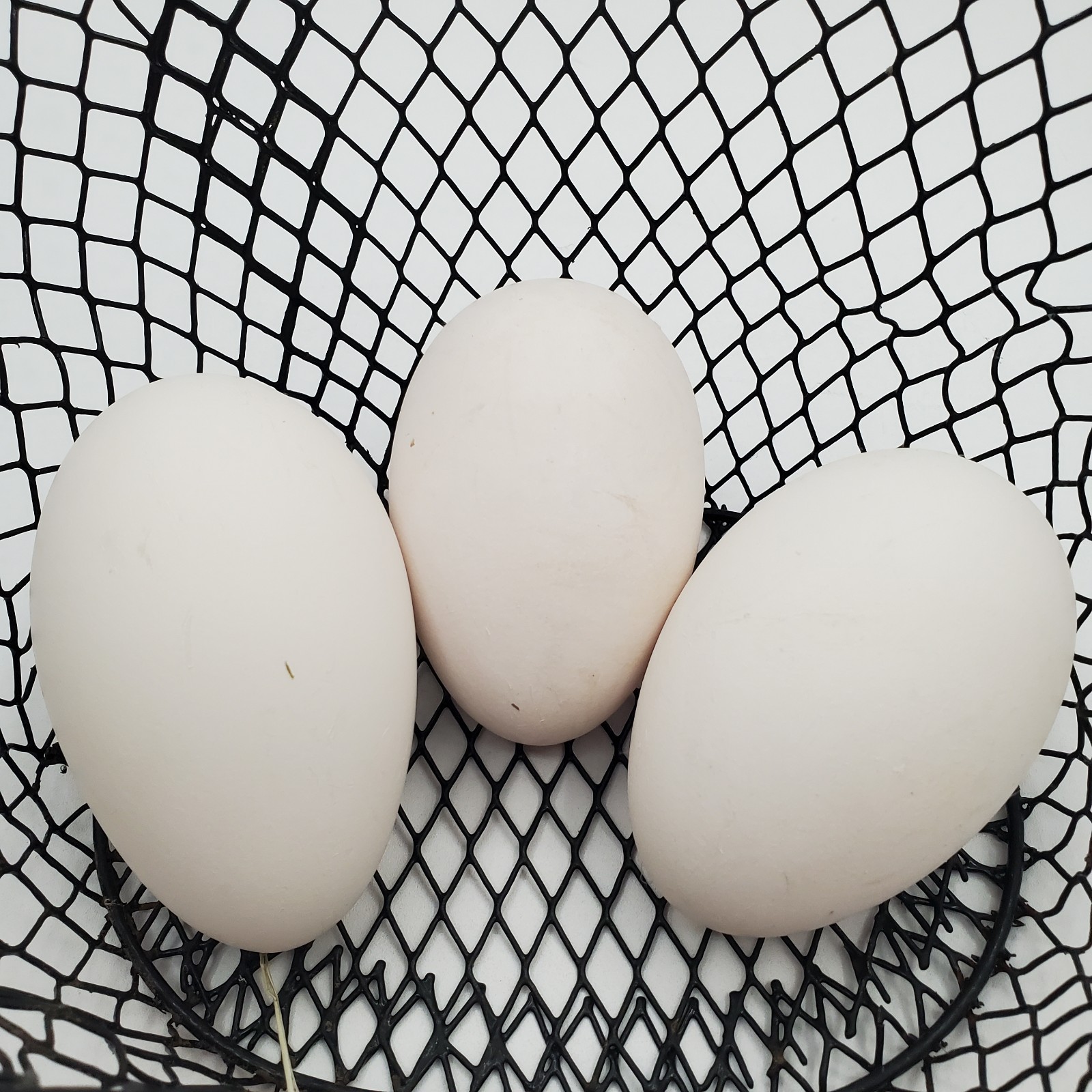 3 + African Goose Hatching Eggs Fertile Louisiana Farm Fresh MULTIPLES AVAILABLE