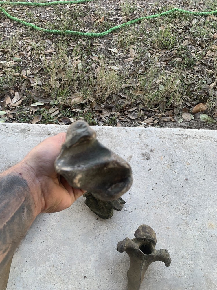 Fossilized Bison Bones
