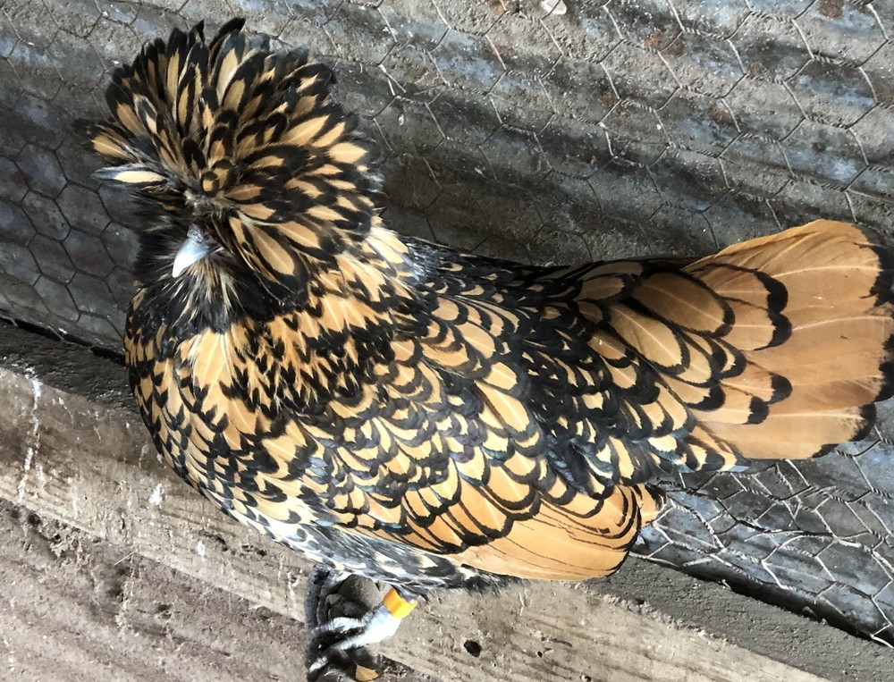 polish frizzle hatching eggs 15+ NPIP