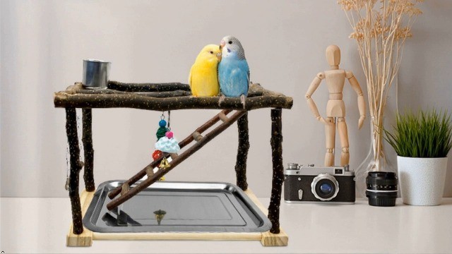 Bird Play Gym Stand for Parrots & Cockatiels - Wooden Perch, Climbing Ladders, C