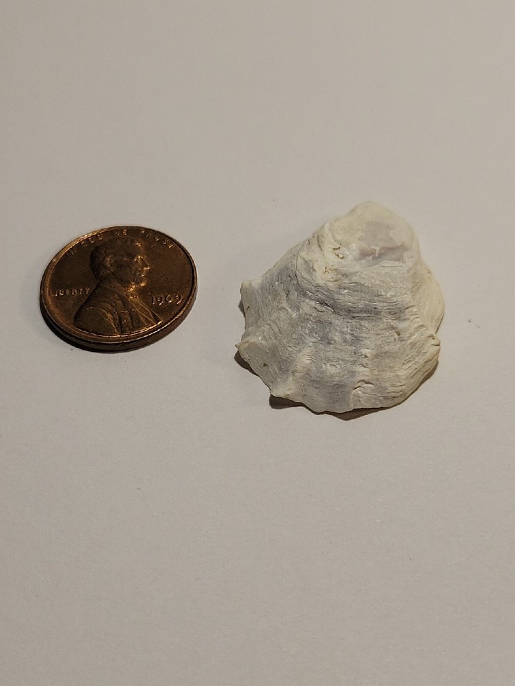 Hand Picked Floridian Sea Shell - Eastern Oyster