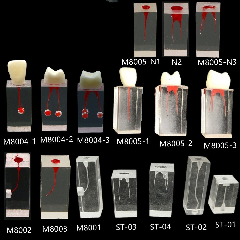 Dental Endo Root Canal Teeth Model Practice Block RCT Pulp Cavity Training Study