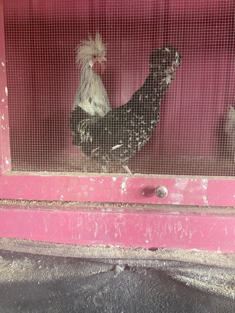 Polish Hatching Eggs