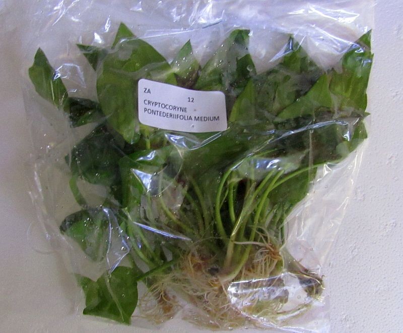 12 medium crypt pontederiifolia