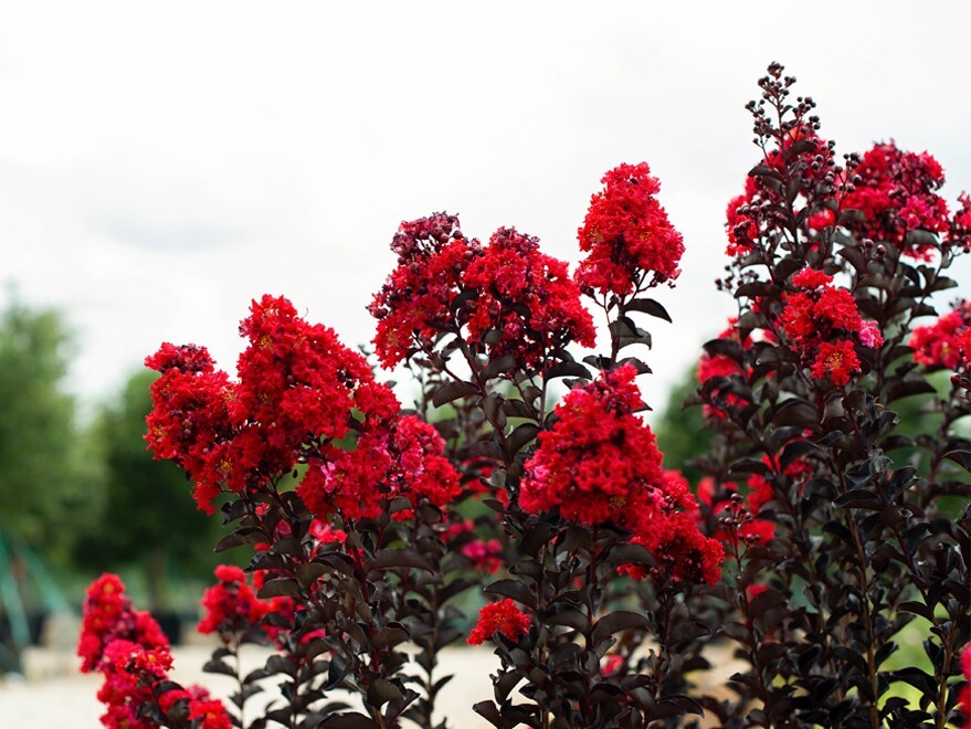 Ruby Thunderstruck Crape Myrtle Starter Lagerstroemia Rooted "STARTER" Plant