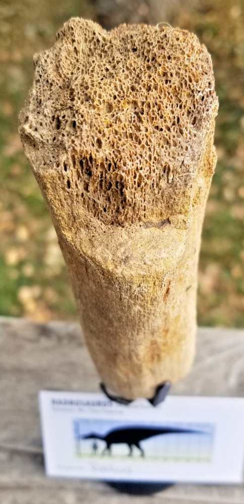 Nice Hadrosaurus Radius Section Fossil Specimen Cretaceous Hell Crk MT RecentDig