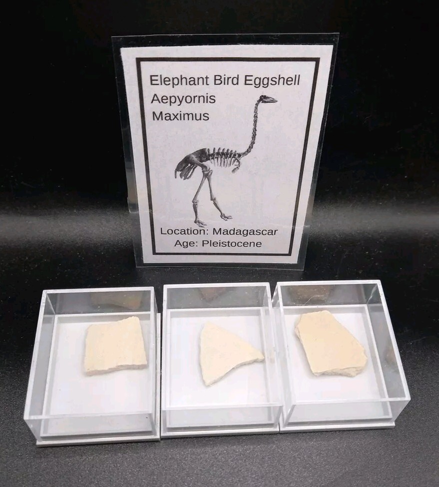 Fossil Elephant Bird Eggshell~Aepyornis~Madagascar Display Case