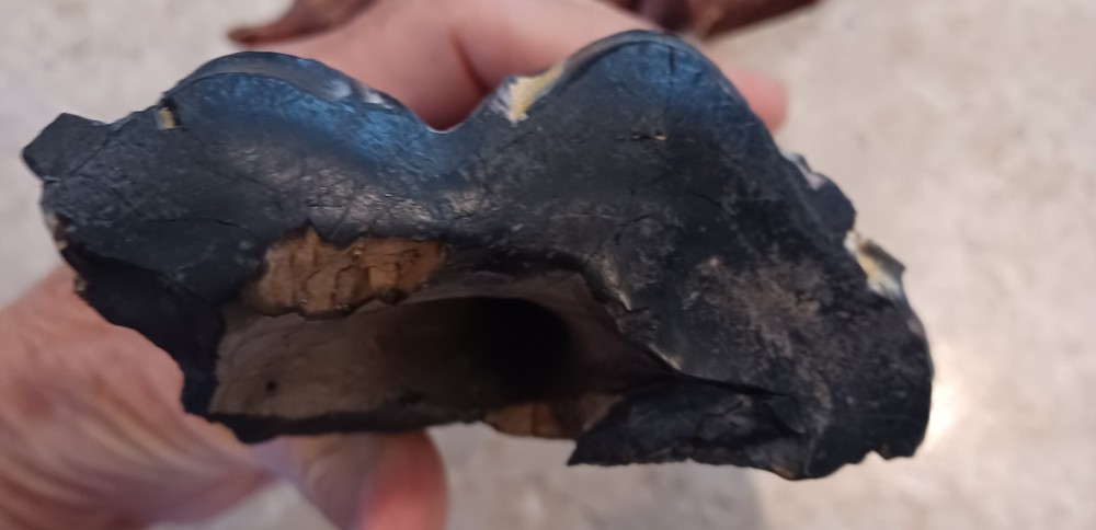Unknown Large Fossil