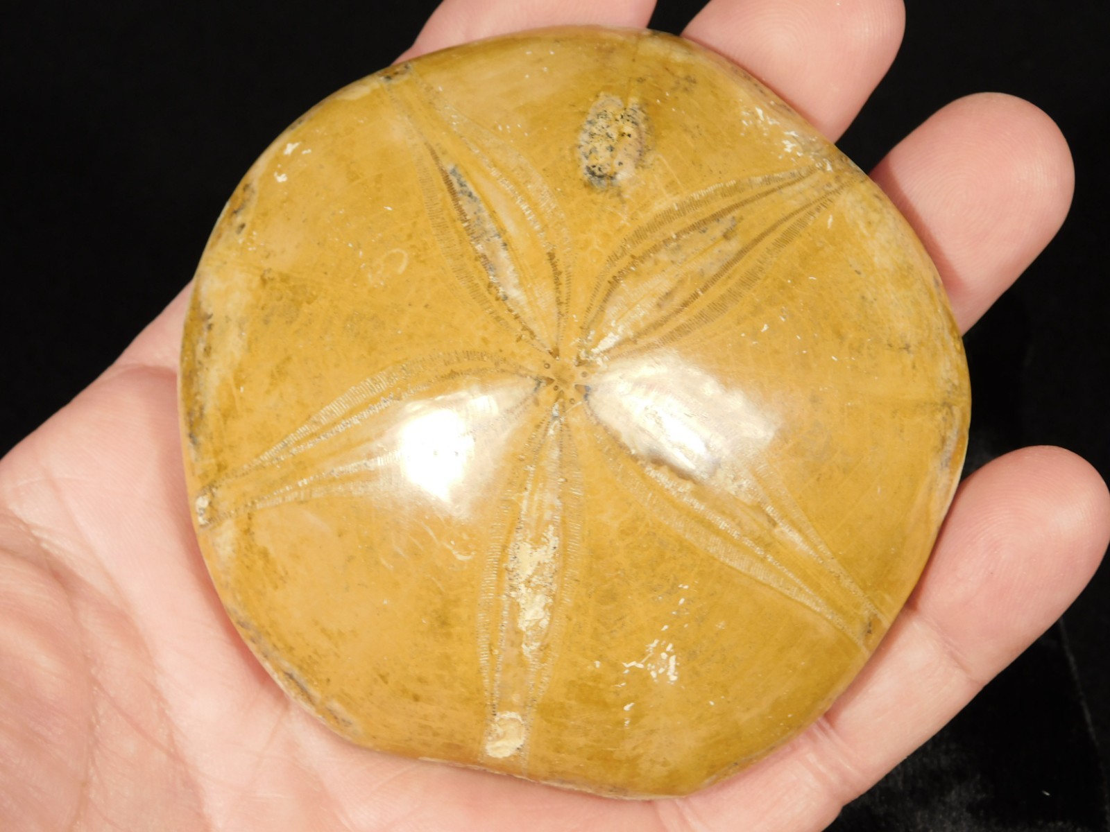 Big! Polished 150 Million Year Old! SAND DOLLAR Fossil Madagascar 205gr