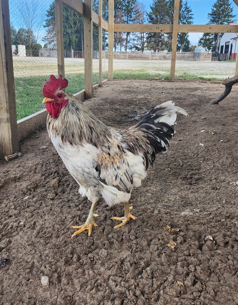 6+2 Extra Homozygous Silverudd Blue Hatching Eggs