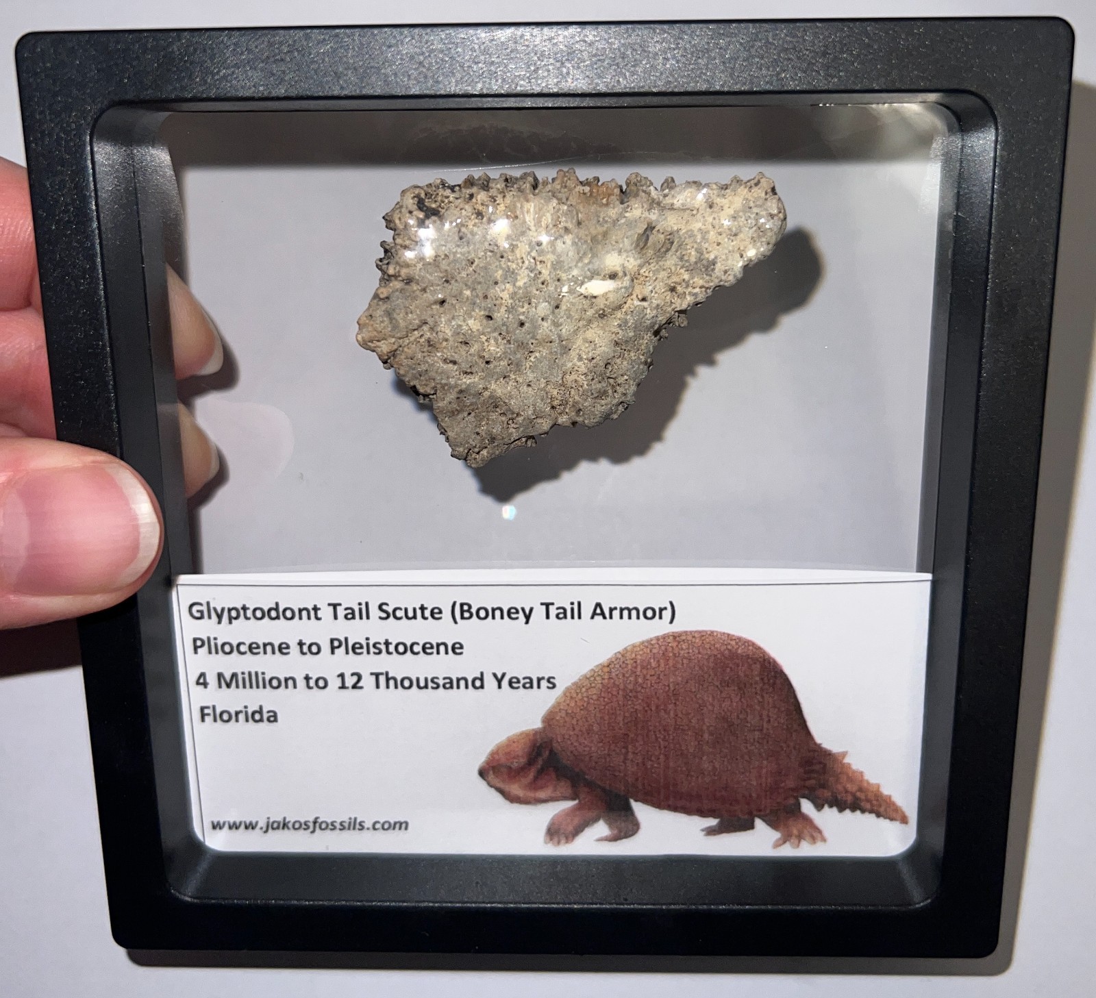 Framed RARE Ice Age Fossil GLYPTODONT Tail Scute Bone Armor Lot! ONE PER ORDER!