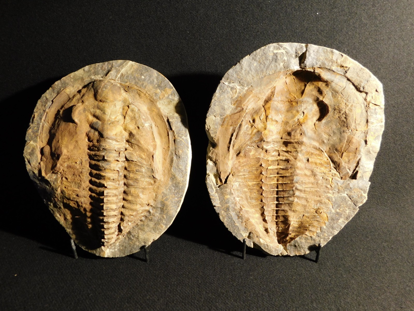 HUGE! 530 Million Year OLD! Andalusiana Trilobite Fossil Anif Morocco 3933gr