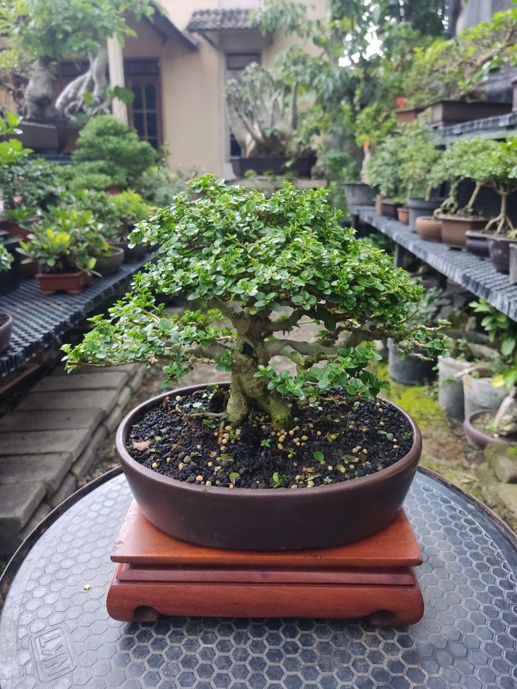 Tree Premna Microphylla Living Tree Bonsai Tree