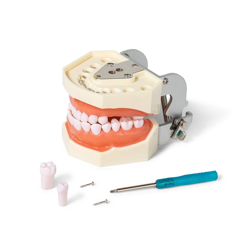 Typodont Teeth Model Detachable Removable 28pcs Screw-in Teeth Model