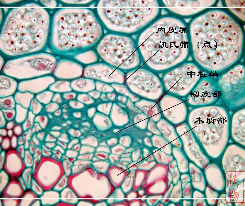 100PCS Educational Specimen Lab Biological Prepared Glass Microscope Slides