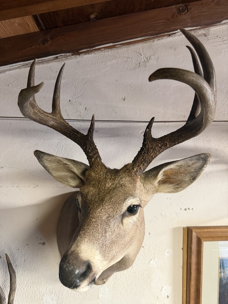 9 point Coues Whitetail Deer