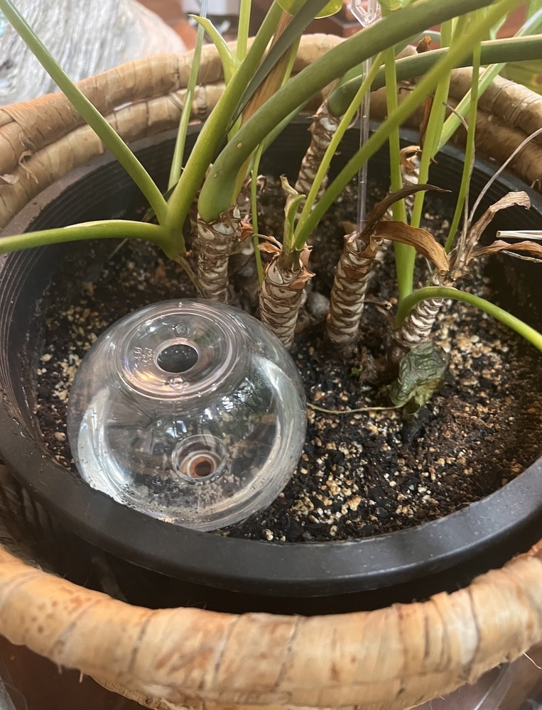 Blumat Clear Globe, 3-pack