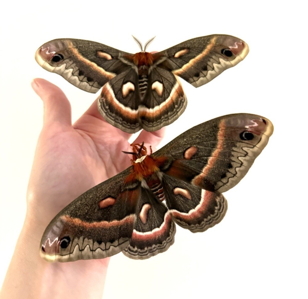 Cecropia Moth cocoon / Pupa