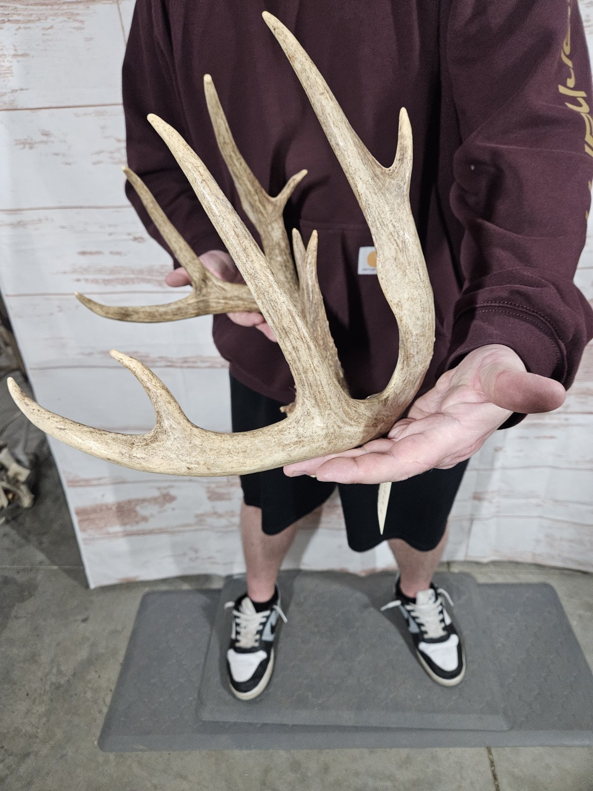 Wild 11 Point Whitetail Deer Antler Rack Horn Skull Plate Decor Man Cave 146"