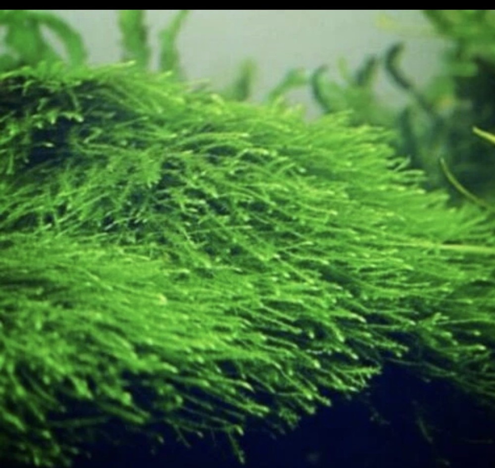 Java Moss "Taxiphyllum Barbieri" Live Aquarium Plants