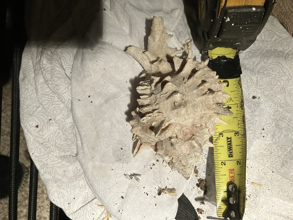 Sea Shell Lot 3 Nice Shells