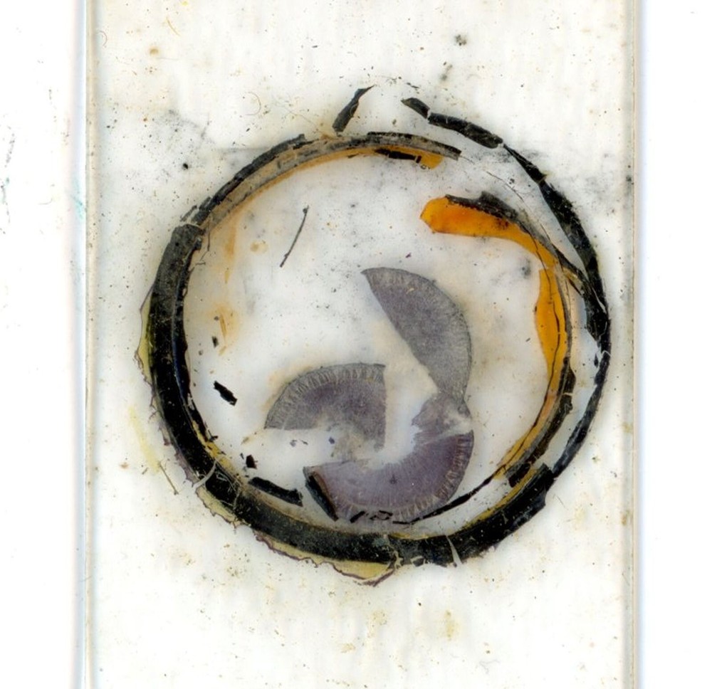 Antique glass Microscope slide Lime Stem sample #26