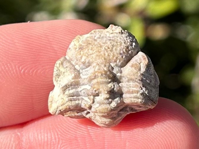 Oklahoma Fossil Trilobite Paciphacops campbelli Devonian Age Bug Enrolled