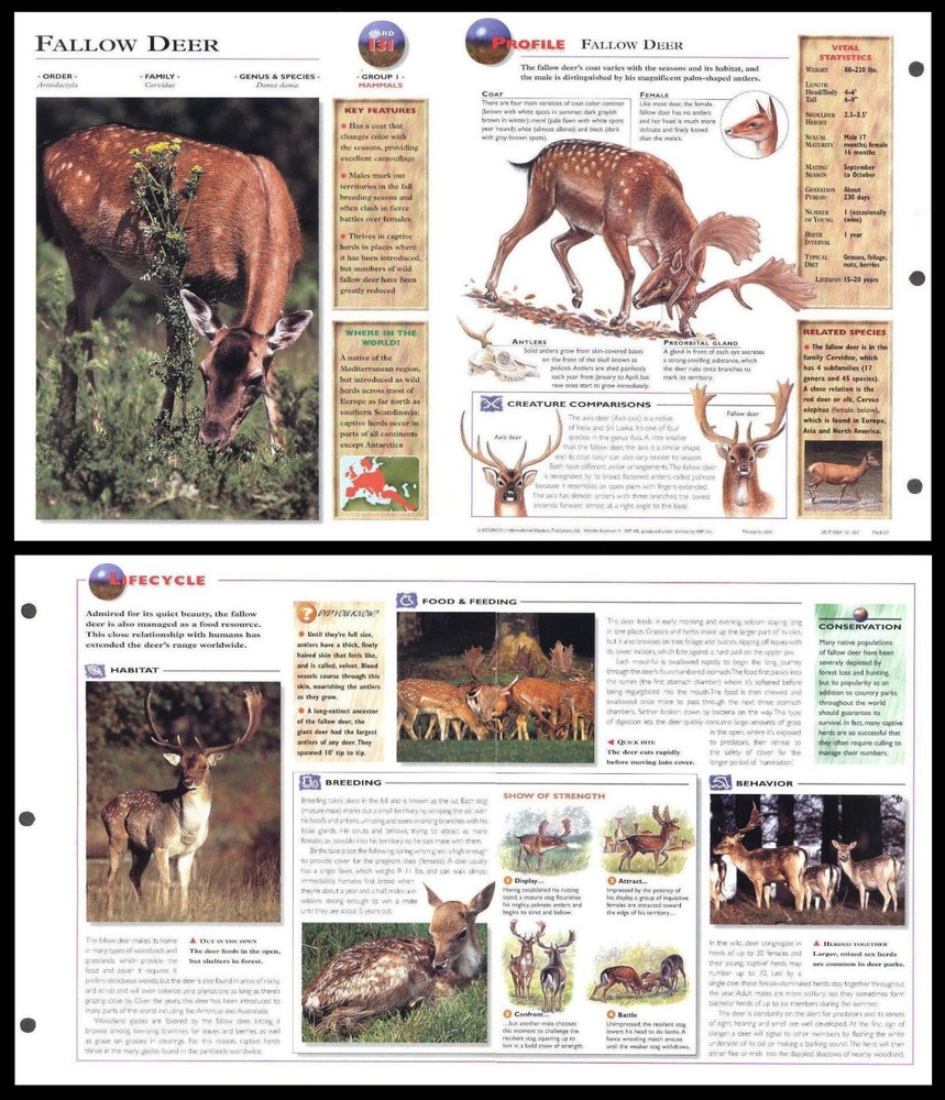 Fold-Out Sheet - Fallow Deer - 131